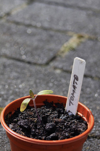 番茄植物幼苗