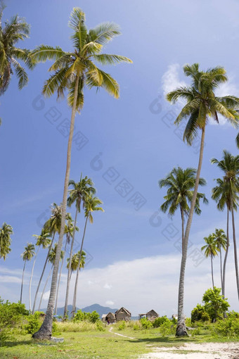 岛椰子树