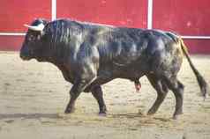 战斗牛图片西班牙黑色的牛