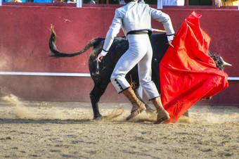 战斗牛图片西班牙黑色的牛