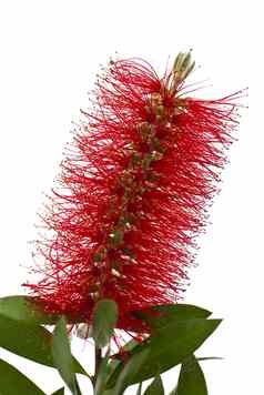 红色的瓶刷树Callistemon