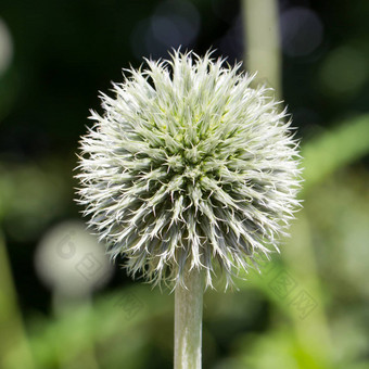 开花蒺藜echinops班纳蒂库斯