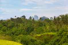 热带丛林岛巴厘岛印尼