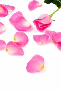 很多玫瑰树叶粉红色的玫瑰孤立的白色背景