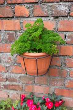 绿色植物能砖墙