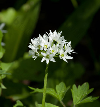 野生大蒜花