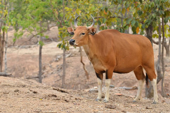 女banteng