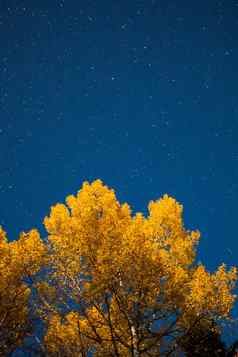 黄色的树布满星星的天空秋天晚上
