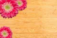 粉红色的美国格柏公司雏菊水滴竹子背景