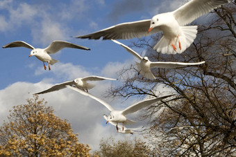 海鸥飞行海德公园伦敦