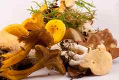 混合野生可食用的蘑菇