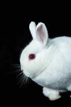 维也纳白色兔子白化病