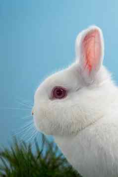 白色毛茸茸的兔子粉红色的耳朵眼睛