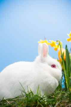 白色兔子坐着水仙花复活节鸡蛋