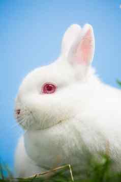 白色兔子粉红色的眼睛耳朵