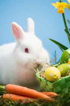 白色兔子坐着复活节鸡蛋绿色篮子胡萝卜