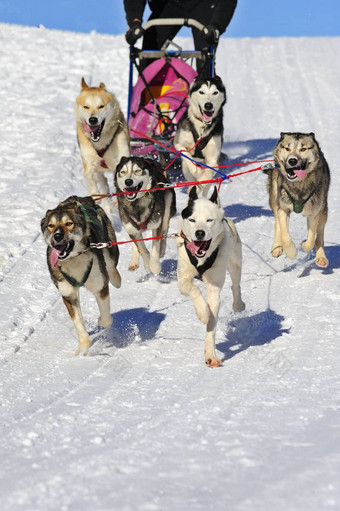 雪橇狗团队行动空间文本雪
