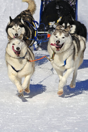 团队<strong>雪橇</strong>犬<strong>雪橇狗</strong>行动空间文本雪
