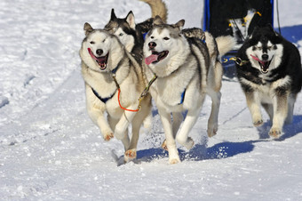 团队<strong>雪橇</strong>犬<strong>雪橇狗</strong>行动