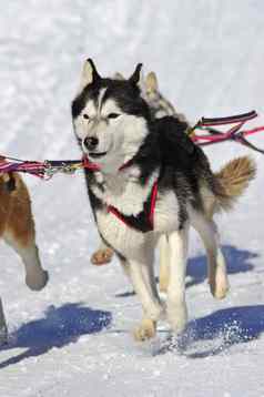 年轻的雪橇犬雪橇狗行动