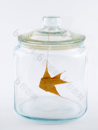 鱼玻璃Jar