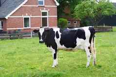 黑色的白色荷兰牛
