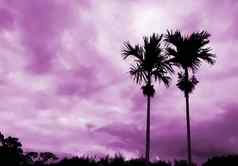 椰子树云