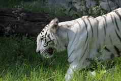 白色孟加拉老虎