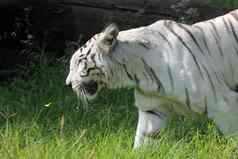 白色孟加拉老虎