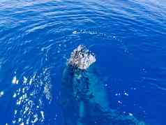 海洋哺乳动物座头鲸鲸鱼海洋