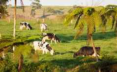 牛放牧绿色牧场