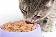 虎斑猫吃食物碗