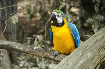 蓝色的黄色的金刚鹦鹉破阿拉鲁纳