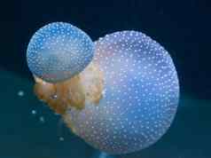 大有毒的水母浮动深度海洋