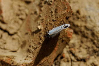 Silver-studded蓝色的平民<strong>百姓</strong>百眼巨人蝴蝶