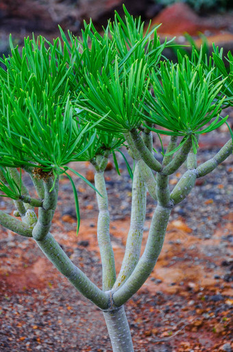 植物西北海岸tenerife点有一部灯塔