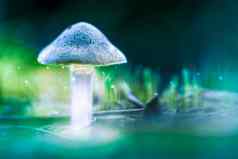 蘑菇发光的孢子