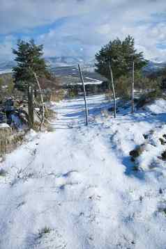 雪条目