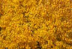 秋天树丰富的树叶黄色的颜色背景图像放大