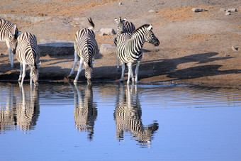 群伯切尔斑马喝水埃托沙野生动物园