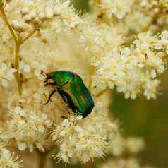 绿色圣甲虫甲虫