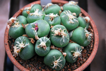 lithops