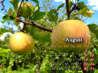 日历8月一年苹果