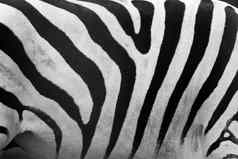 斑马模式特写镜头黑色的白色条纹