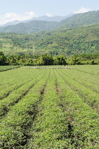 农村风景<strong>茶农</strong>场