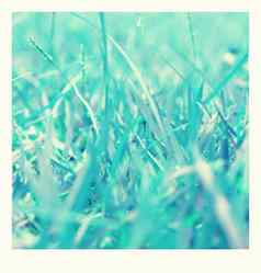 蓝色的草冬天冻结