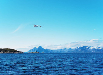 海鸥挪威海