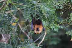蝙蝠水果蝙蝠