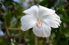 白色芙蓉花