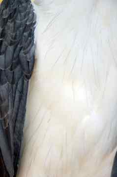 白色鹰羽毛细节